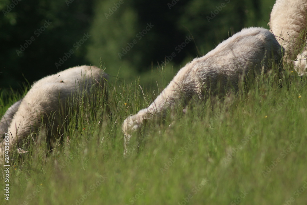A day in the Carpathian Mountains, Yaremche A day in the Carpathian Mountains, Yaremche