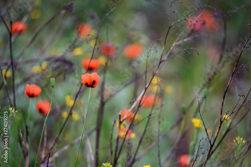 beautiful wild poppies in bloom and other flowers blurred