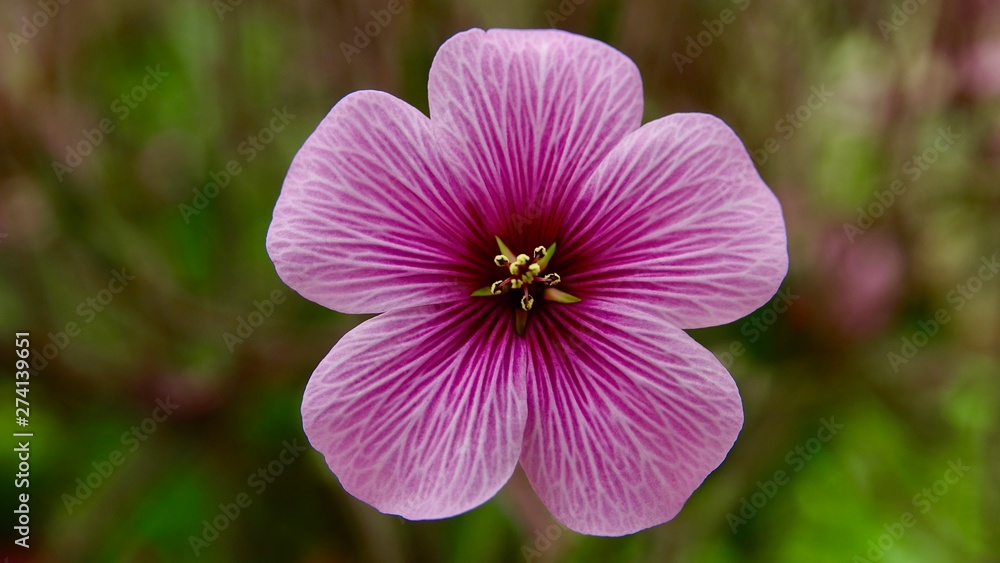 Kleine rosa Blüte ganz gross, Nahaufnahme einer Blume Kleine rosa Blüte ganz gross, Nahaufnahme einer Blume