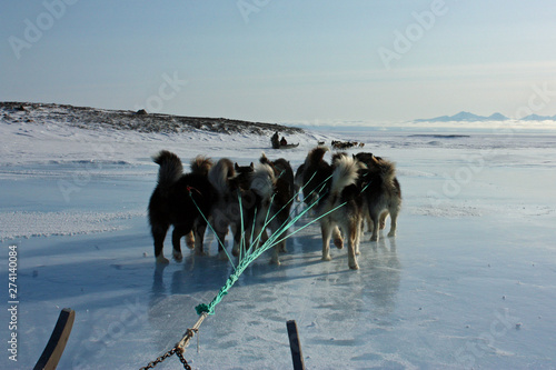 Schlittenhunde auf Eis