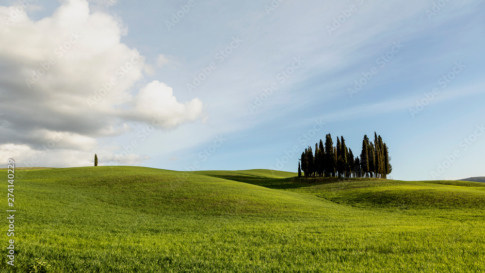 Fototapeta premium Cyprysy na wzgórzu, Dolina Val D'Orcia, Toskania, Italy