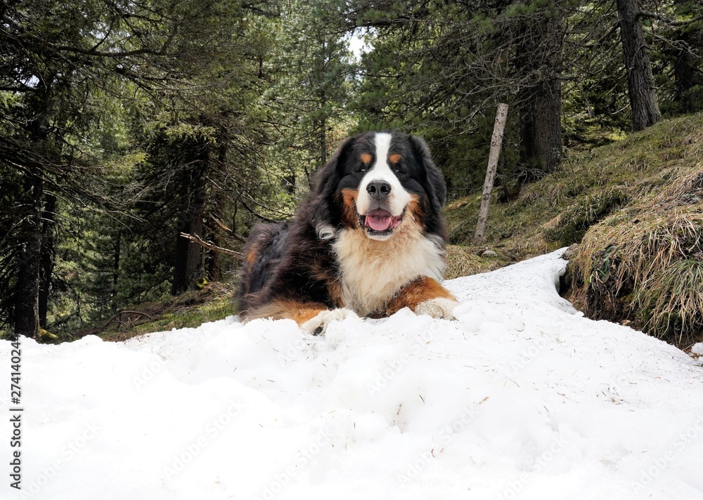 Large, fluffy Bernese Mountain Dog lying on the snow, trees in the background. Dolomites, Italy, June