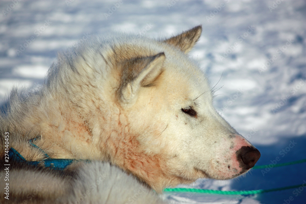 Obraz premium Schlittenhund