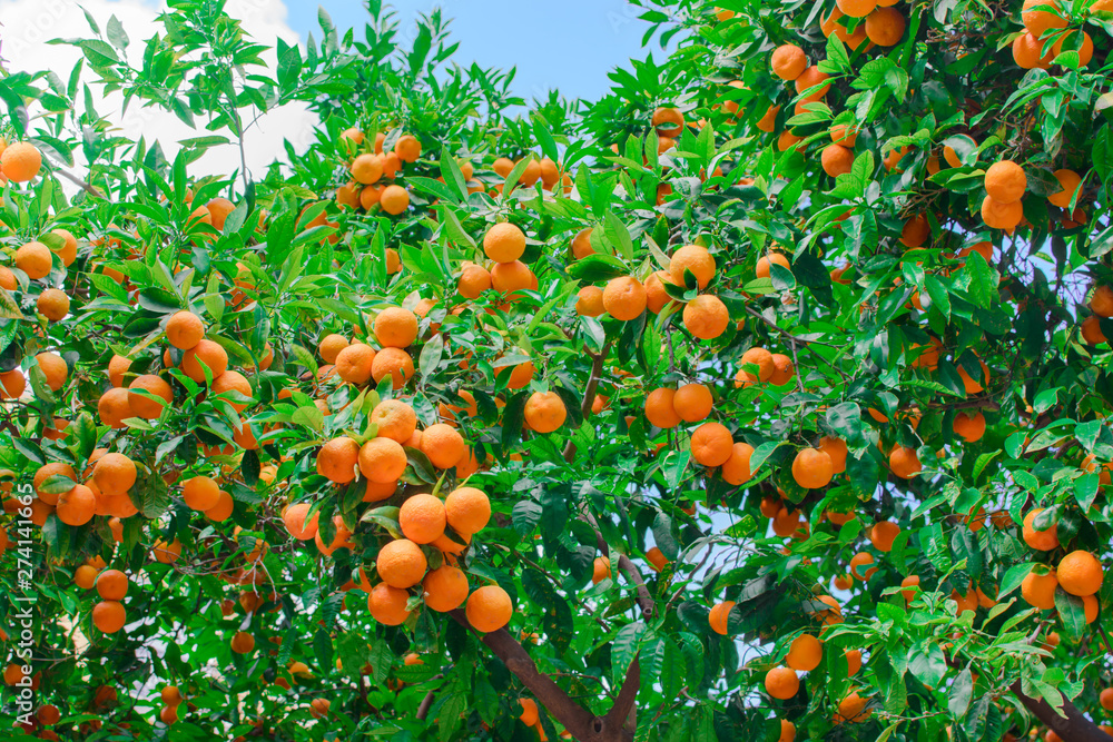 Tree with lots of mandarins.