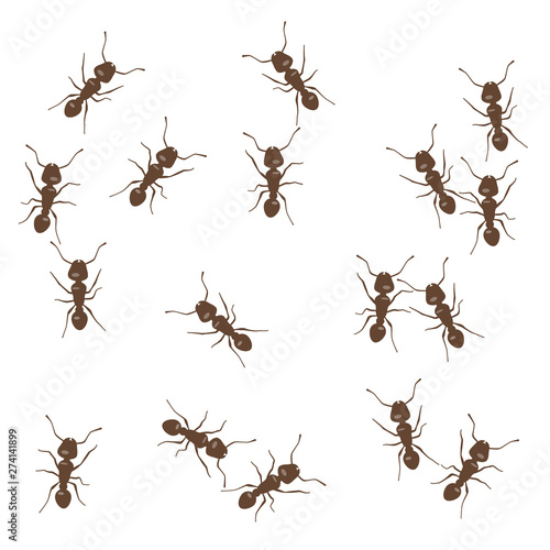 Ant chaotic pattern vector illustration. Brown little ants on white background