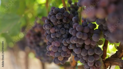 Rack focus of red grapes on the vine. photo