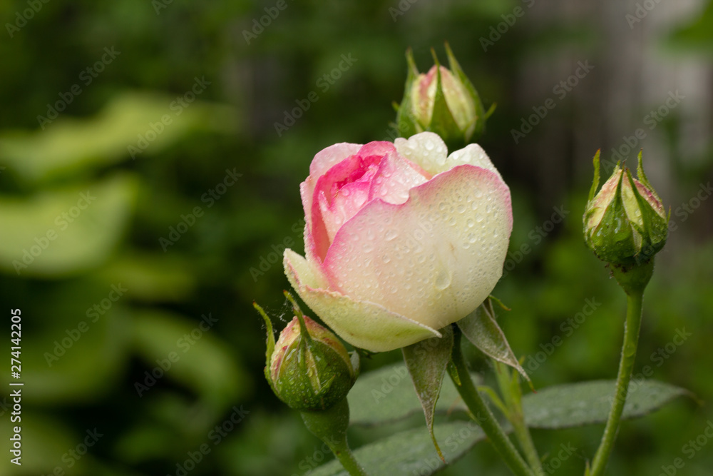 beautiful redand white rose Bush of red and white roses beautiful redand white rose Bush of red and white roses