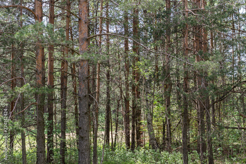 High trees forest on a sunny day. Nature scenery. Mountain scenery.