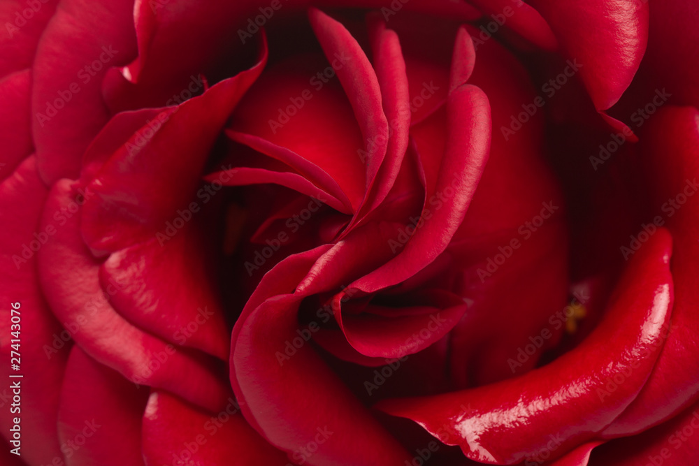 Naklejka premium Pink rose flower, close-up, macro, background low key