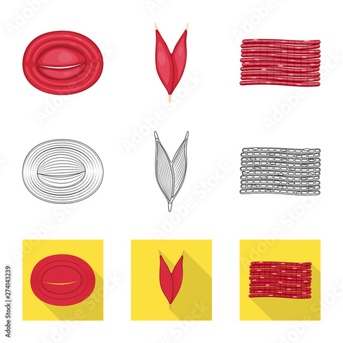 Vector illustration of fiber and muscular icon. Set of fiber and body stock vector illustration.