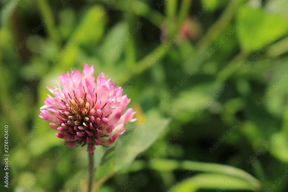 A close up of a beautiful sunlit clover flower. Isolated against a bokeh background. Copy space. A close up of a beautiful sunlit clover flower. Isolated against a bokeh background. Copy space.