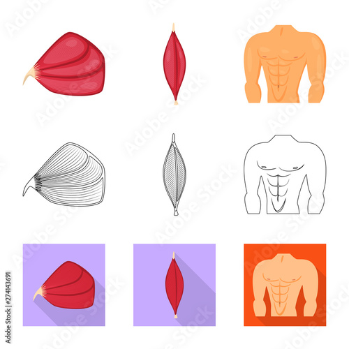 Isolated object of fiber and muscular icon. Set of fiber and body stock symbol for web.