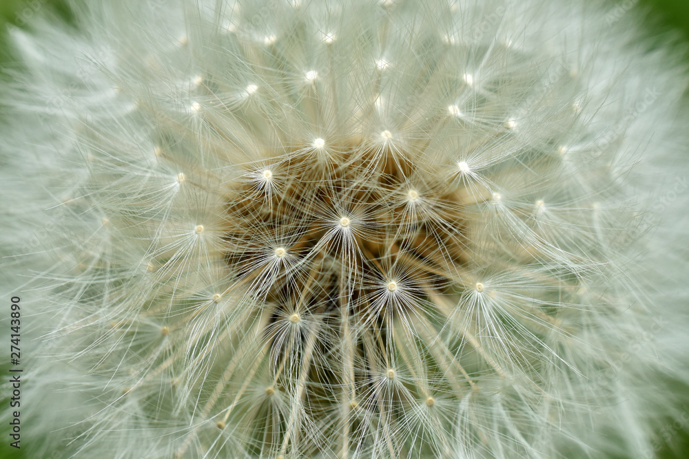 Fototapeta premium Dandelion close-up