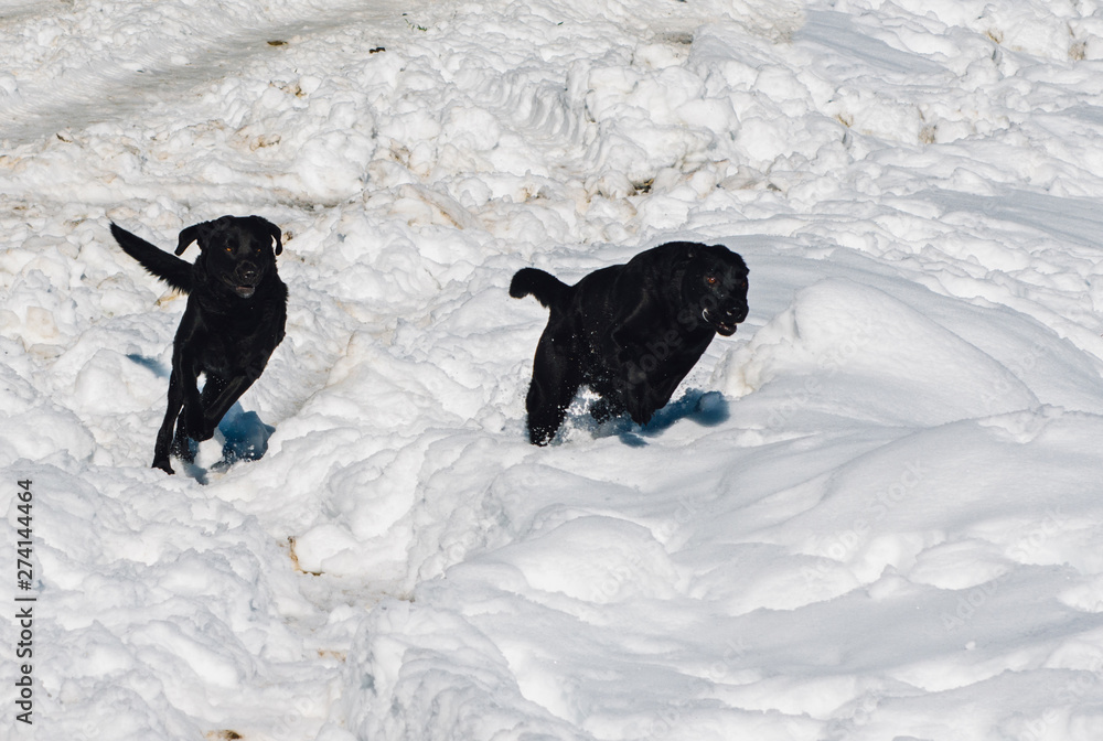 Perros corriendo en la nieve 2 Perros corriendo en la nieve 2