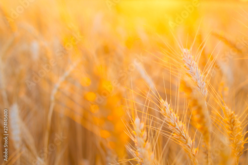 Backdrop of ripening ears of yellow wheat field on the sunset cloudy orange sky background with copy space