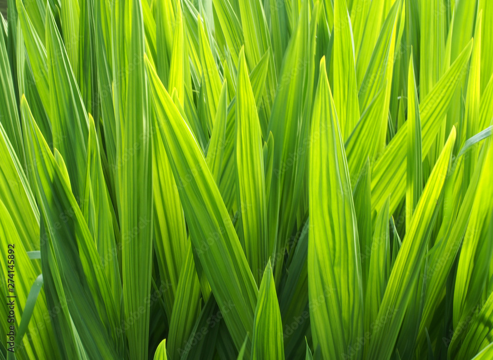 a bright vibrant green glowing sunlit iris leaf nature background a bright vibrant green glowing sunlit iris leaf nature background