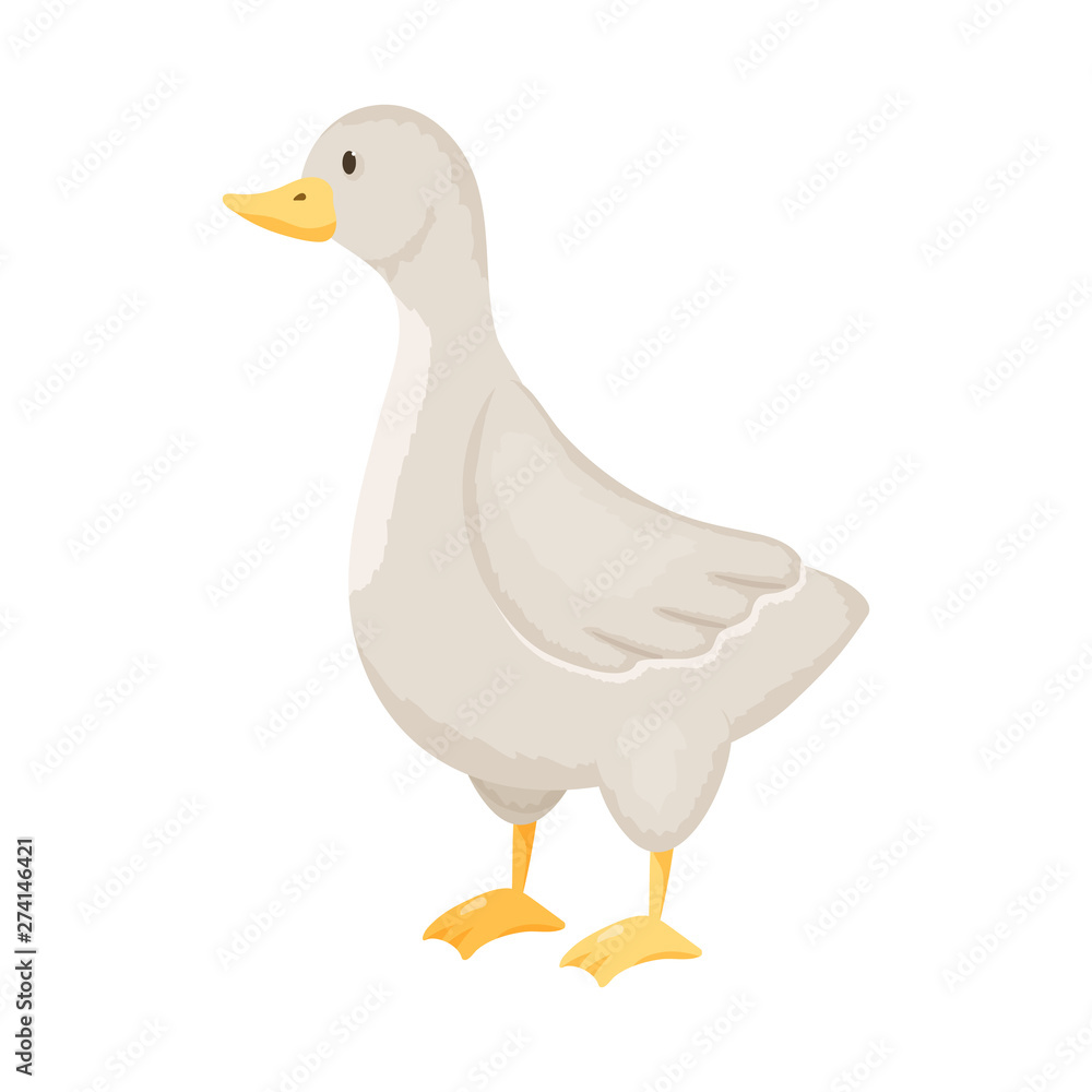 Vector illustration of goose and pet logo. Collection of goose and Canada stock vector illustration. Vector illustration of goose and pet logo. Collection of goose and Canada stock vector illustration.