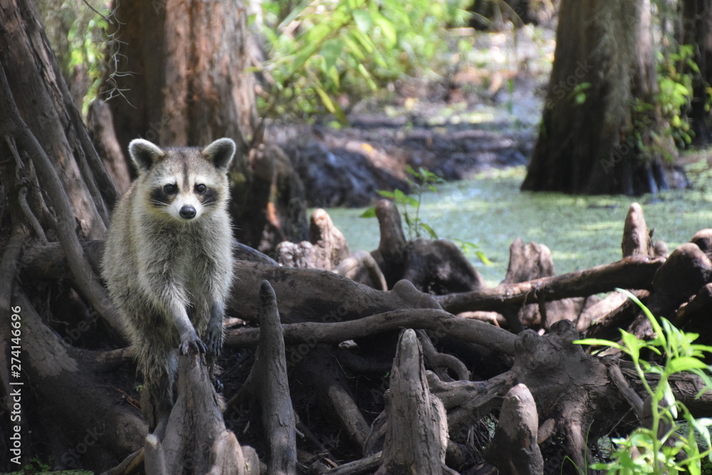 Racoon Racoon