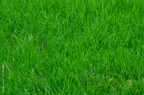 Green lawn grass texture background © Golden_hind