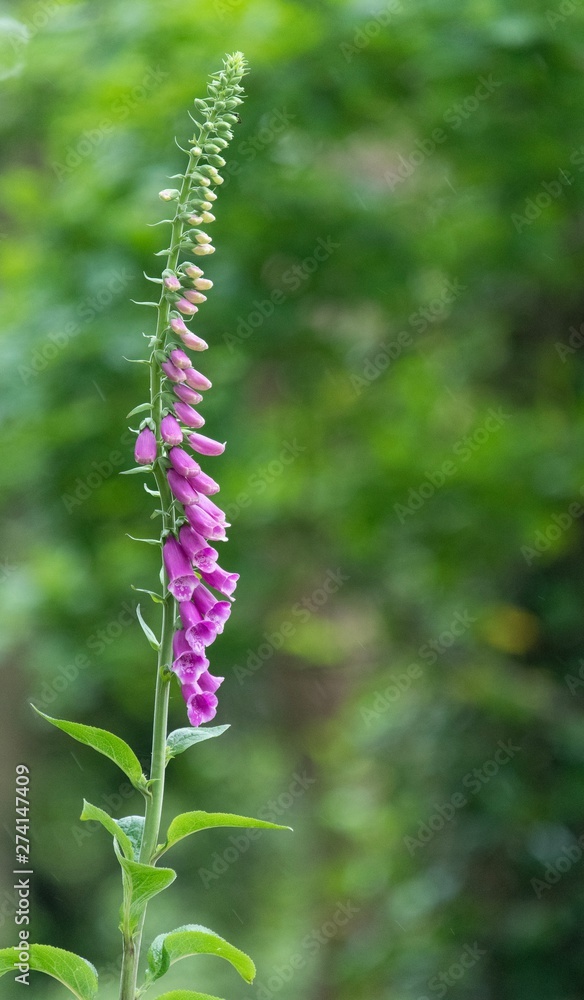 Foxglove in a green woodland Foxglove in a green woodland
