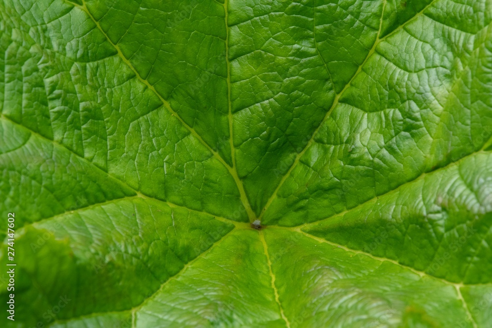 A close up photo of the veins and patterns in a green leaf A close up photo of the veins and patterns in a green leaf