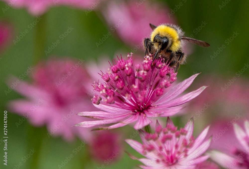A close up photo of an Astrantia A close up photo of an Astrantia