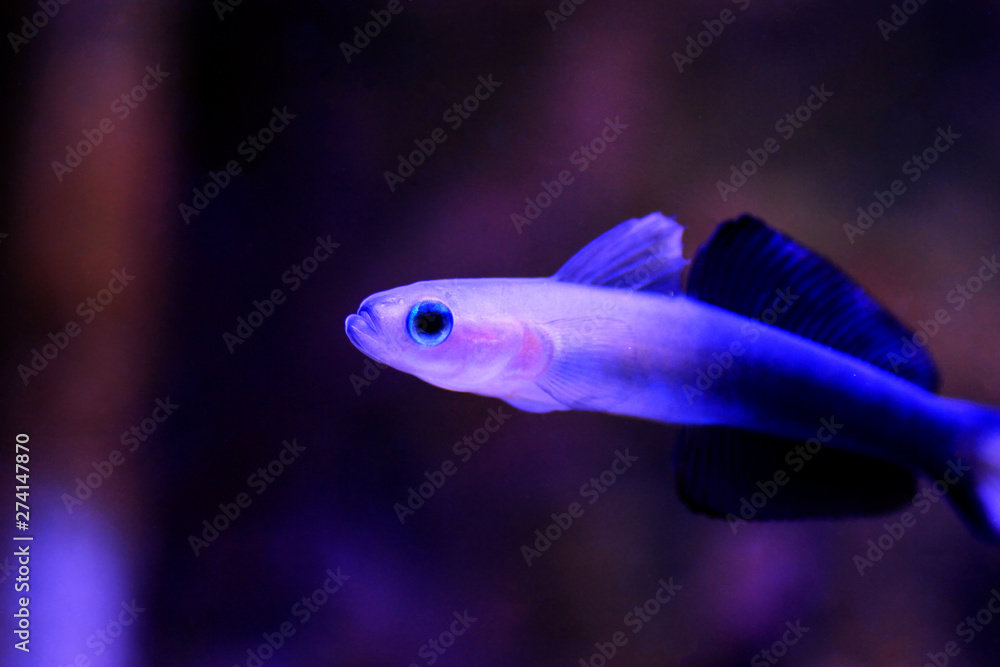 Scissortail Dartfish - (Ptereleotris evides) Scissortail Dartfish - (Ptereleotris evides)