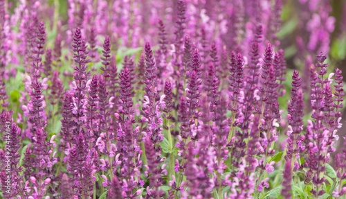 Lavender field in the UK