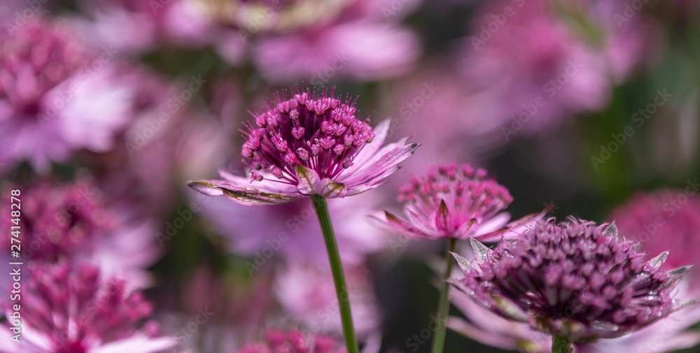 Fototapeta premium A close up photo of an Astrantia in bloom