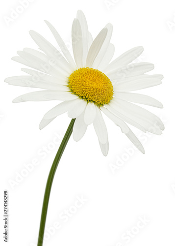 Fototapeta Naklejka Na Ścianę i Meble -  White flower of chamomile, lat. Matricaria, isolated on white background