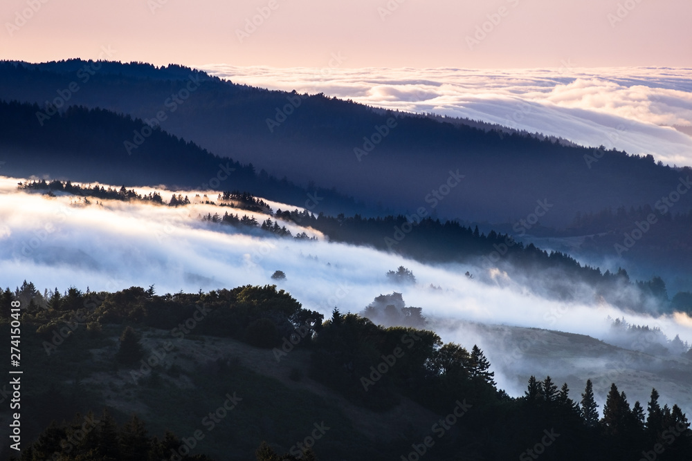 Sunset view of fog and clouds covering valleys in the Santa Cruz mountains; sea of clouds and pink sky illuminated by the setting sun visible in the background; San Francisco bay area, California
