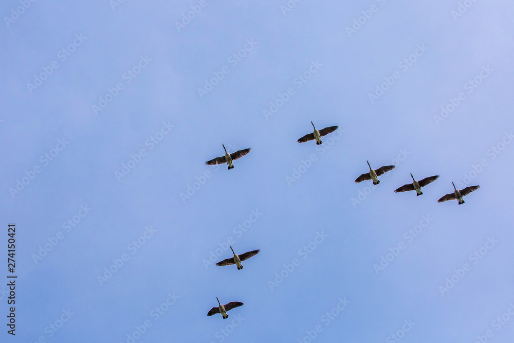 Geese flock flying south as winter coming cold Geese flock flying south as winter coming cold