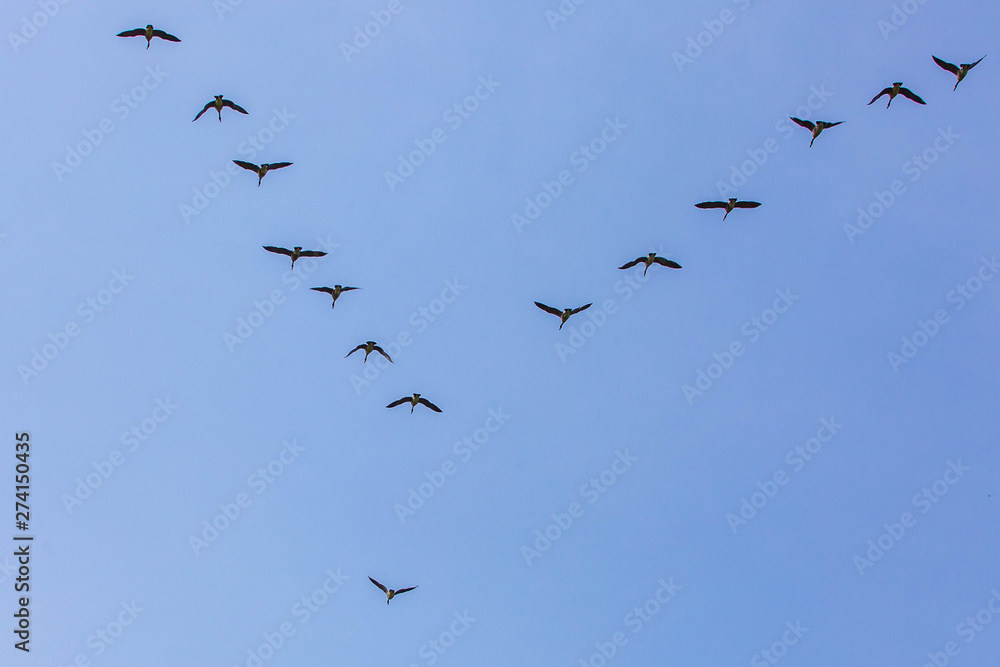 Geese flock flying south as winter coming cold