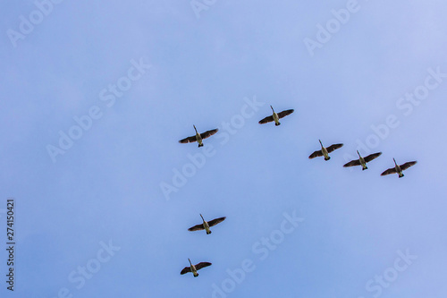 Geese flock flying south as winter coming cold © PhotoSpirit