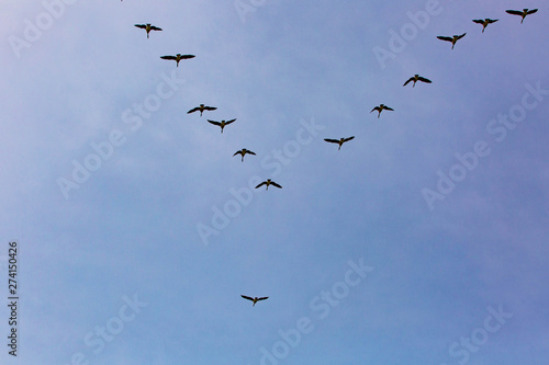 Geese flock flying south as winter coming cold