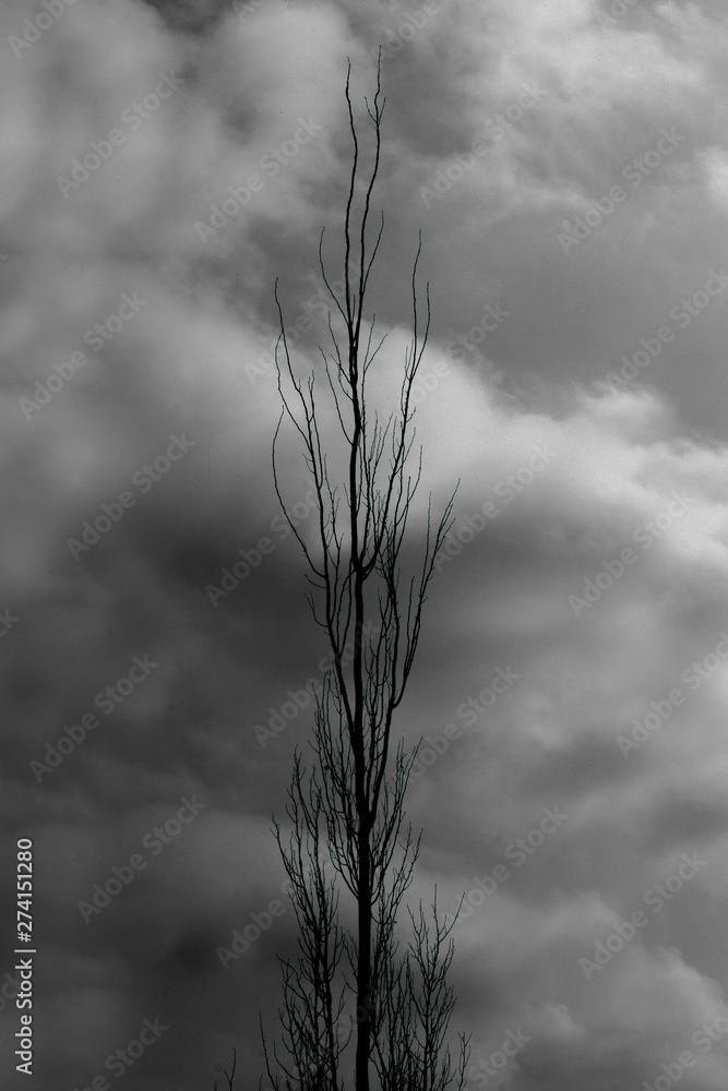 Obraz premium Arbol seco