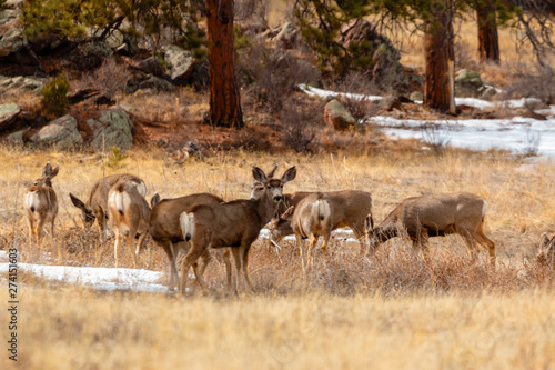 Colorado High Country Deer