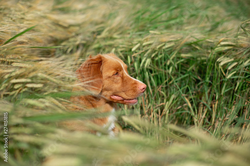 happy dog in a wheat field. Pet on nature. red Nova Scotia Duck Tolling Retriever, Toller