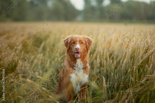 happy dog in a wheat field. Pet on nature. red Nova Scotia Duck Tolling Retriever, Toller