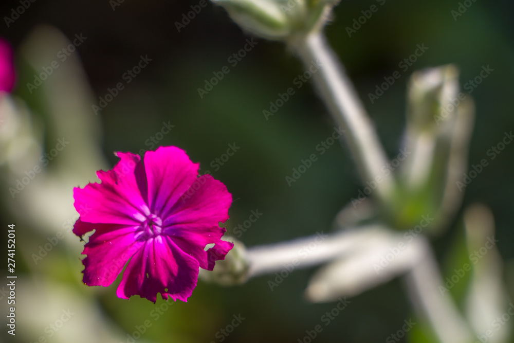 Extremely close-up pink flower in the garden lit in the morning sun, selective focus Extremely close-up pink flower in the garden lit in the morning sun, selective focus