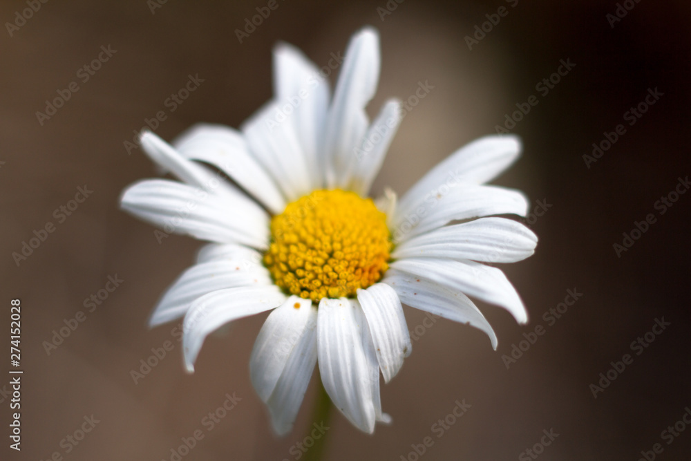 Obraz premium Extreme close-up of a daisy flower on a blurred forest background, selective focus