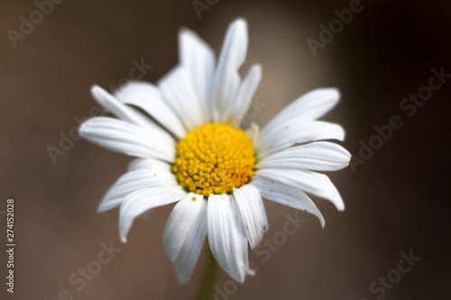 Extreme close-up of a daisy flower on a blurred forest background  selective focus