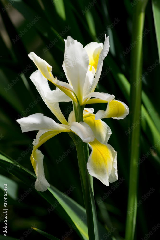 Fototapeta premium Veiled iris (Iris Spurio)