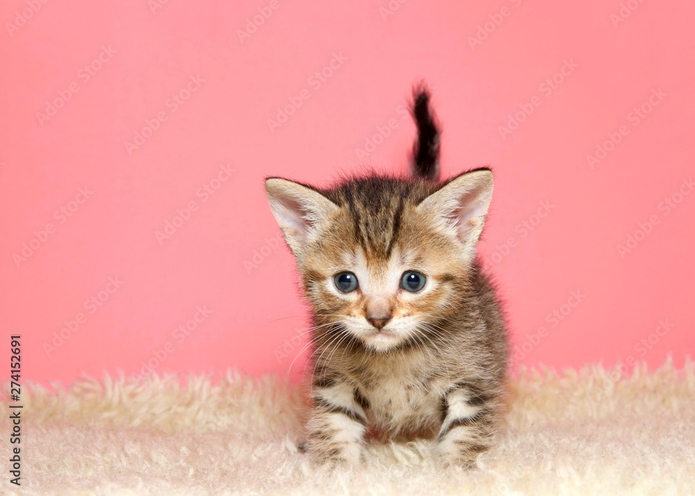 Adorable tiny kitten few weeks old standing on sheepskin blanket facing and looking at viewer, tail kinked up in the background. Pink background with copy space. Adorable tiny kitten few weeks old standing on sheepskin blanket facing and looking at viewer, tail kinked up in the background. Pink background with copy space.