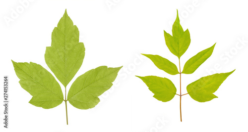 Acer negundo or American maple leaves isolated on white background
