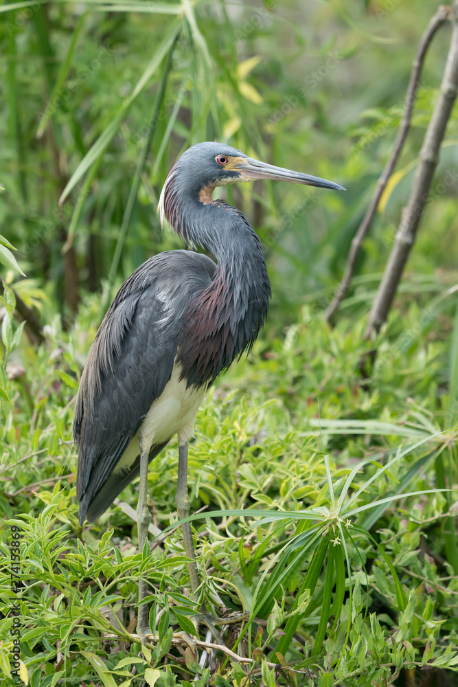 Fototapeta premium Profile of a Tricolored Heron