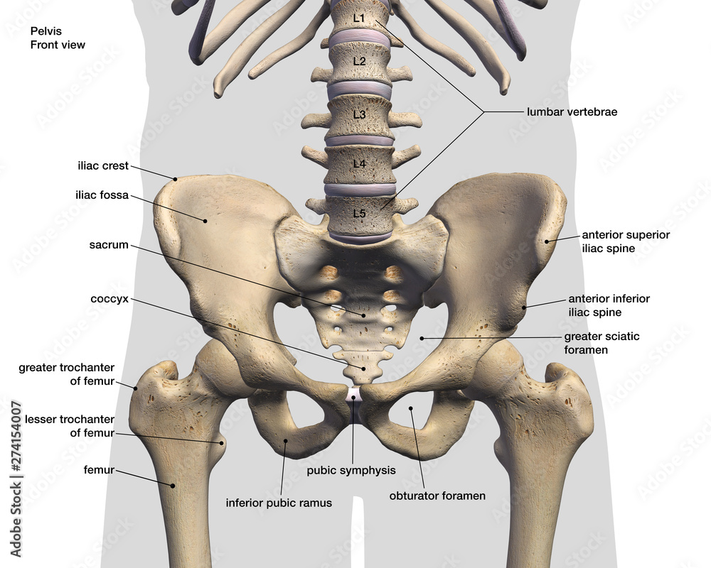 Pelvic and Hip Bone, Labeled Anatomy Front View on White - obrazy, fototapety, plakaty 