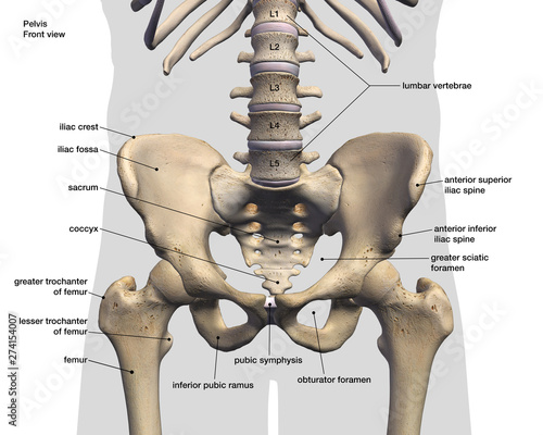 Pelvic and Hip Bone, Labeled Anatomy Front View on White photo