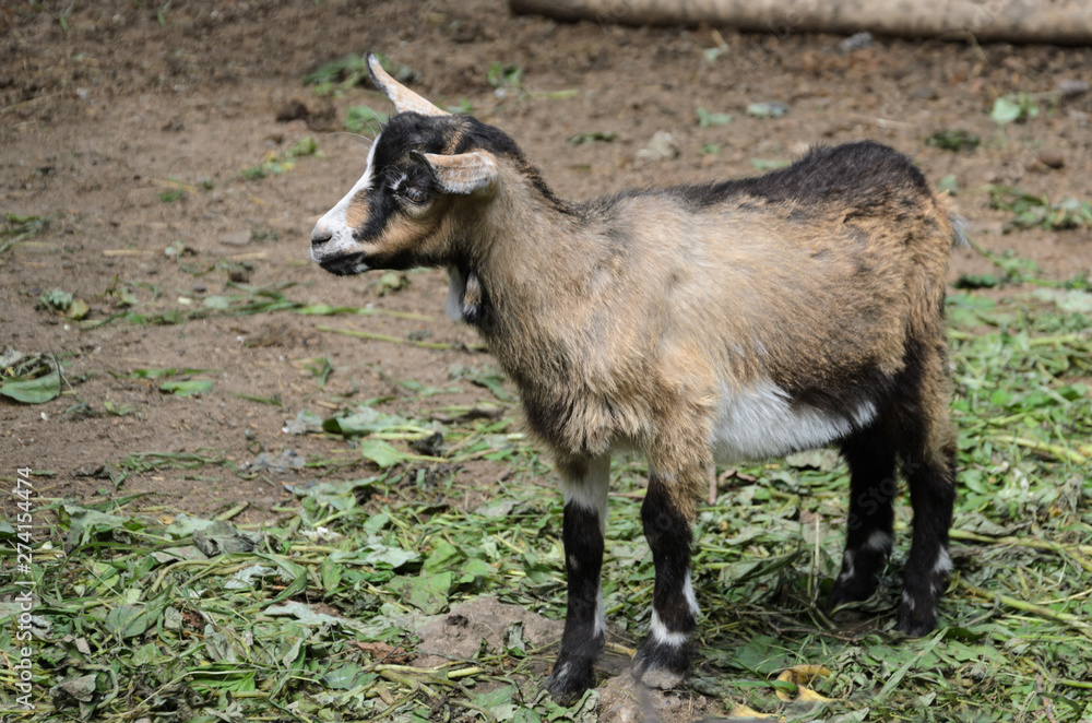 Cute little goat with wool of different colors on mown grass Cute little goat with wool of different colors on mown grass