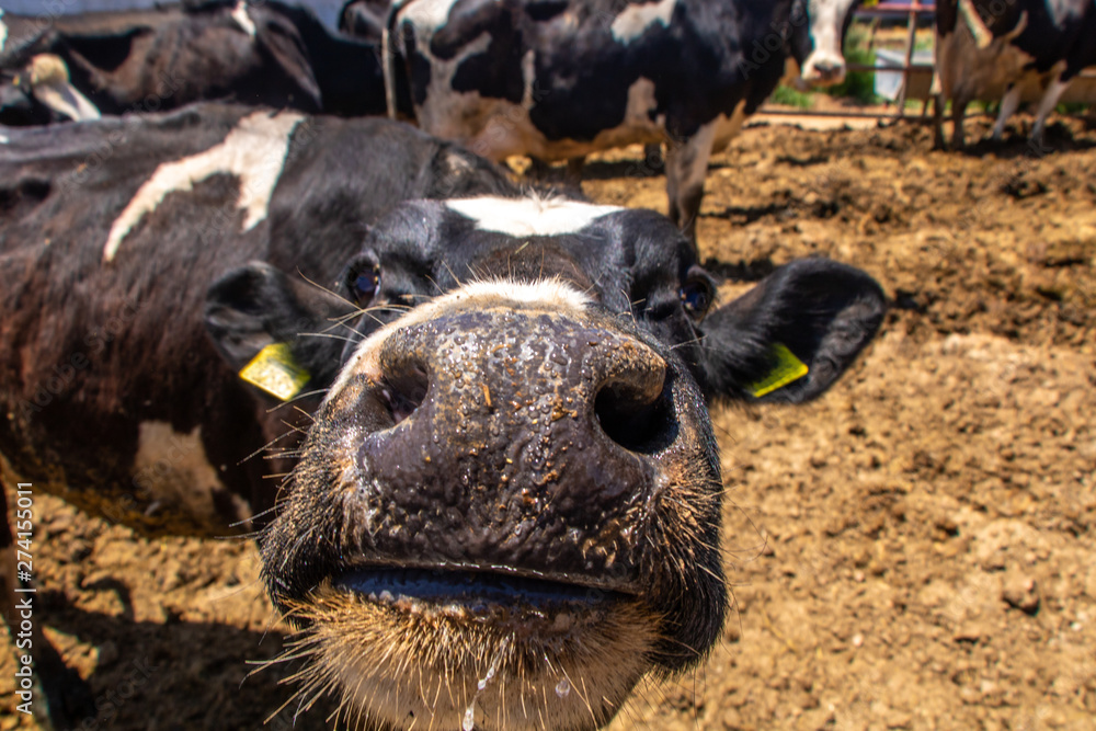 Fototapeta premium Cow Close up